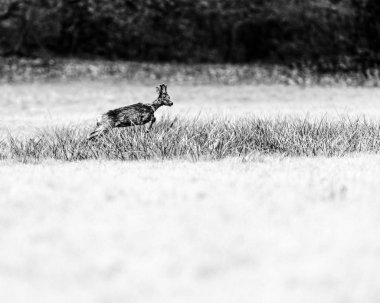 uzun otların üzerinde atlama roebuck kaçan