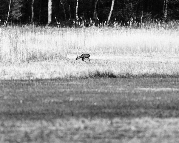 Ciervos en busca de comida en pradera pantanosa — Foto de Stock