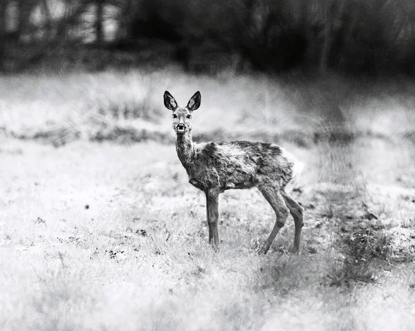Cervo vigile in piedi sul prato — Foto Stock
