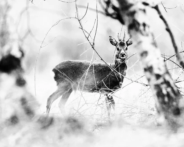 Veados entre bétulas — Fotografia de Stock