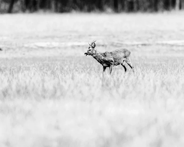 Corça cervo fanfarrão pastando no prado — Fotografia de Stock