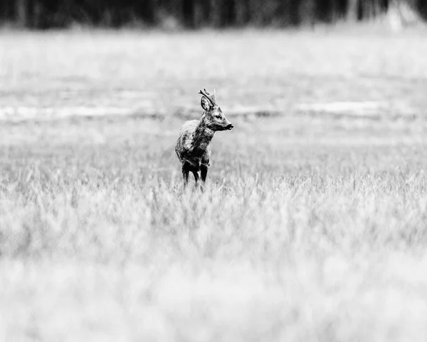 Corça veado fanfarrão de pé no campo — Fotografia de Stock