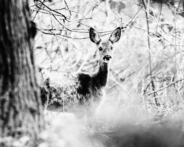 Corça de corça alerta atrás de árvore — Fotografia de Stock