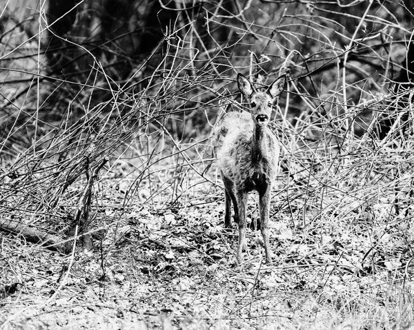 灌木丛之间的警报鹿 — 图库照片