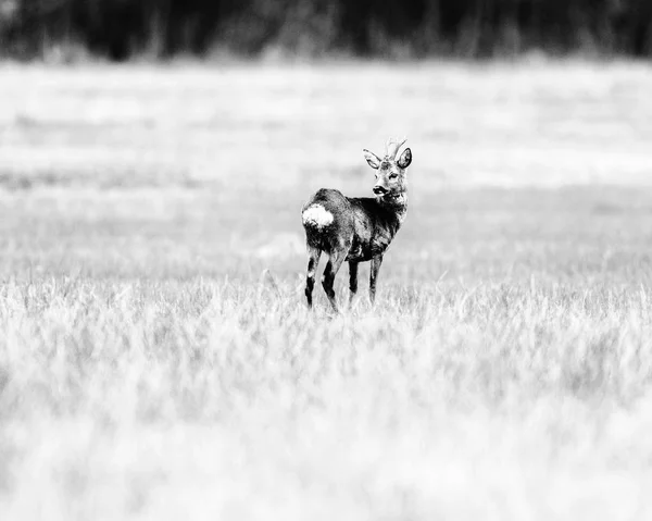 Chevreuil bouc debout sur la prairie — Photo