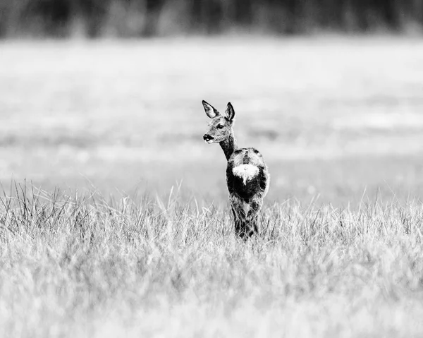 roe deer doe standing on field