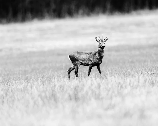 Roebuck andando no Prado — Fotografia de Stock