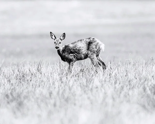 geyik deri ayakta çayır üzerinde sırasında