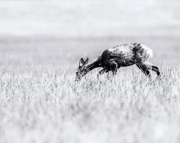 Cervo durante il pascolo della muta sul campo — Foto Stock