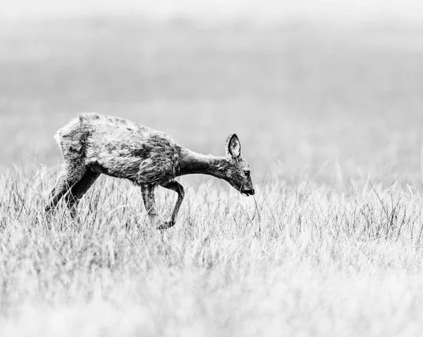 Rehe laufen auf Wiese und suchen Nahrung — Stockfoto