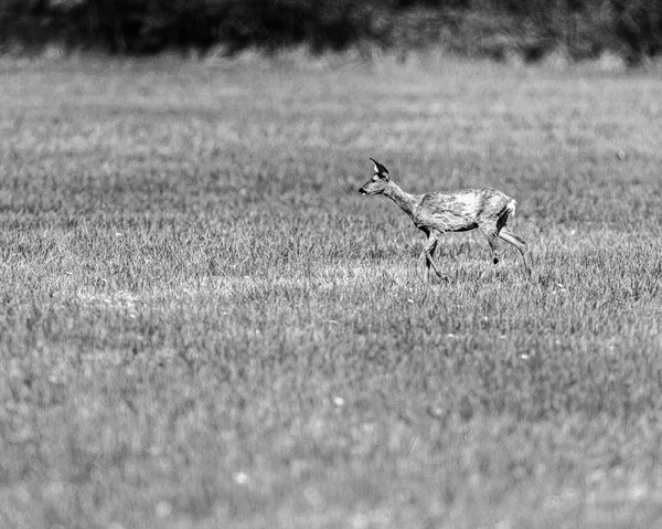 Roe deer doe during moult — Stock Photo, Image