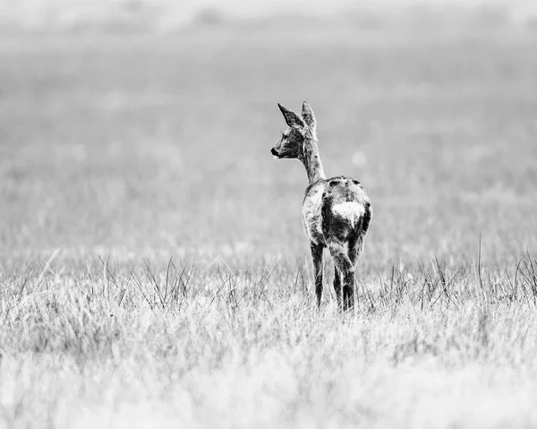 Ір-олень стоїть на полі — стокове фото