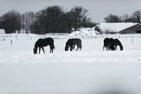 Chevaux broutant sur prairie enneigée — Photo