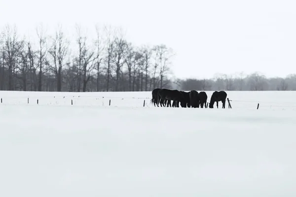 Konie, stojąc na snowy łąka — Zdjęcie stockowe