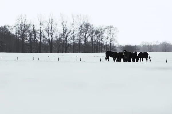 Koně stojí na zasněženou louku — Stock fotografie