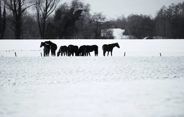 Paarden permanent op besneeuwde weide — Stockfoto