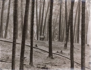 Kızıl geyik orman önünde duran özel