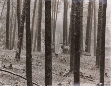 Kızıl geyik ayakta