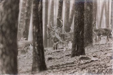Alageyik ormandaki sürüsü