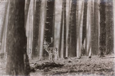 Bir grup nadas geyiği 