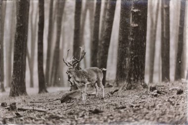 Bir grup nadas geyiği 