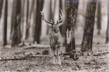 Ormandaki geyik ayakta