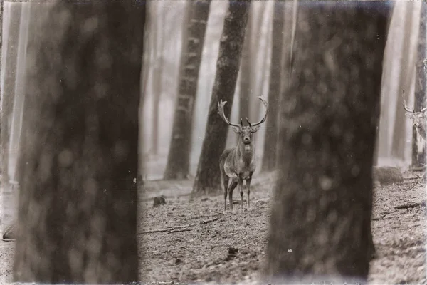 Fallow deer buck in forest — Stock Photo, Image