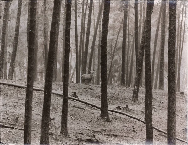 Kızıl geyik orman önünde duran özel