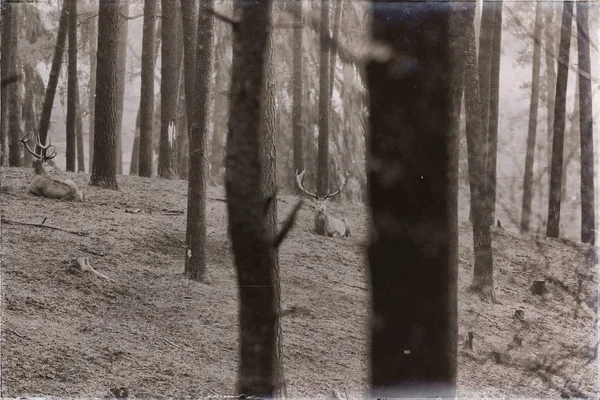 红鹿公鹿躺在森林 — 图库照片