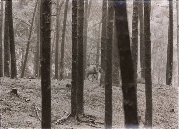 Ciervos rojos machos de pie en el bosque —  Fotos de Stock