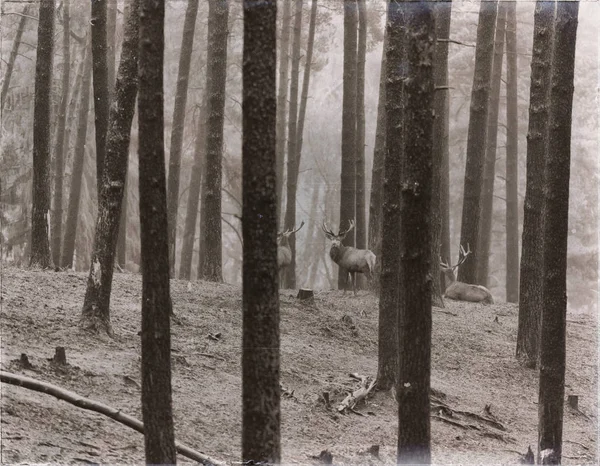 Kızıl geyik ayakta