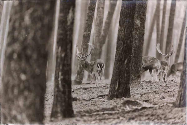 休闲地在森林中的鹿群 — 图库照片
