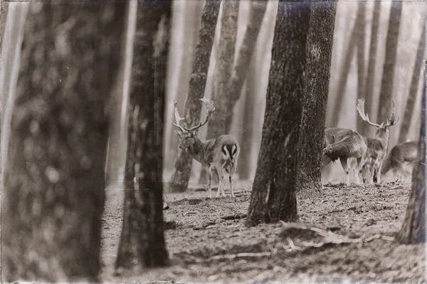 Rebanho de veados em pousio na floresta — Fotografia de Stock