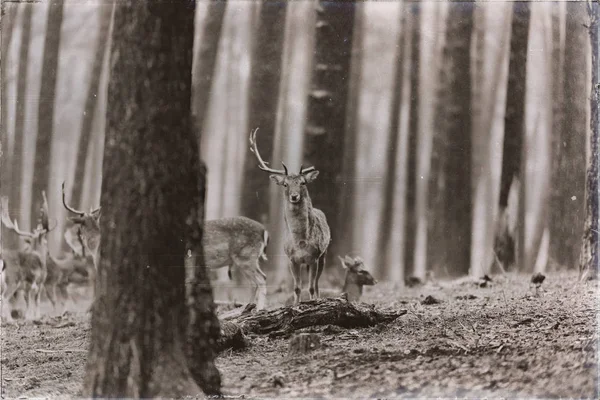 Rebanho de veados em pousio na floresta — Fotografia de Stock