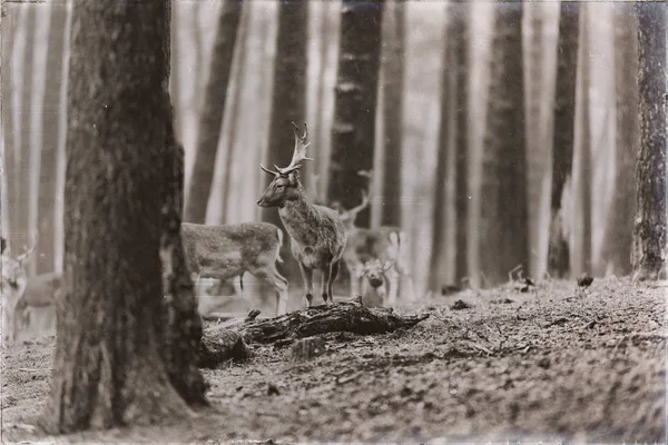 Herd of fallow deer in forest — Stock Photo, Image