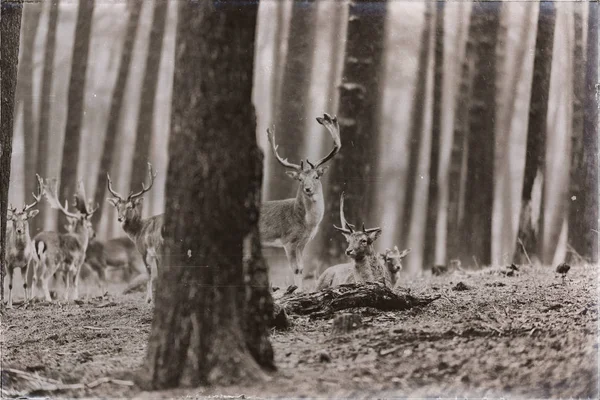 休闲地在森林中的鹿群 — 图库照片