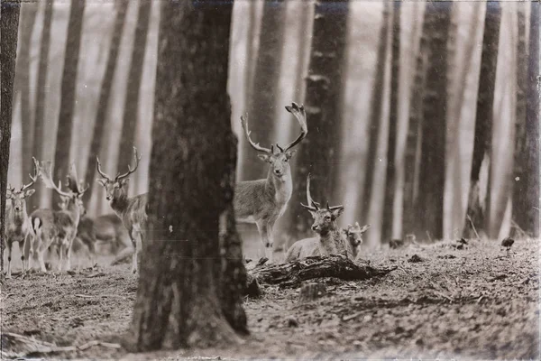 Rebanho de veados em pousio na floresta — Fotografia de Stock