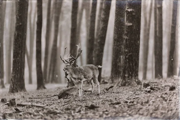 Bir grup nadas geyiği 