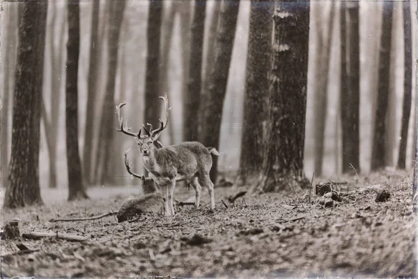 在多雨的森林小鹿 — 图库照片