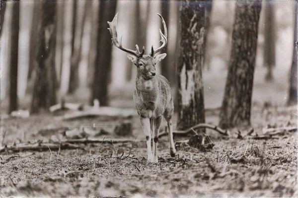 小鹿在森林中的小鹿站 — 图库照片
