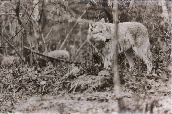 Einsamer Wolf steht im Wald — Stockfoto