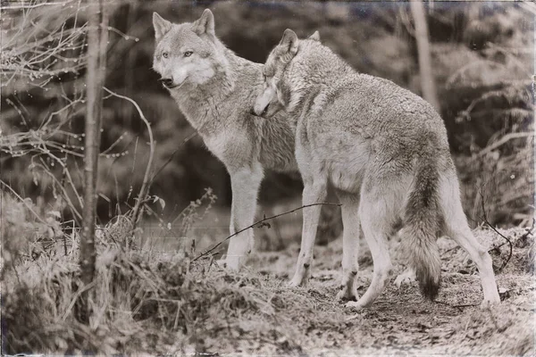 Twee wolven permanent in regenachtige bos — Stockfoto