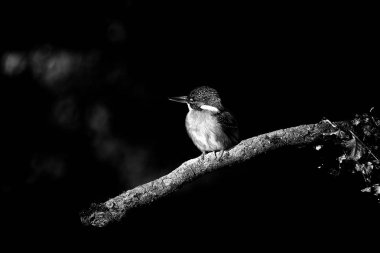 Kingfisher dalda oturuyor