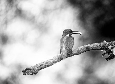 Şube ile balık üzerinde oturan kingfisher