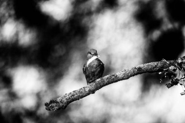 Şube ile balık üzerinde oturan kingfisher