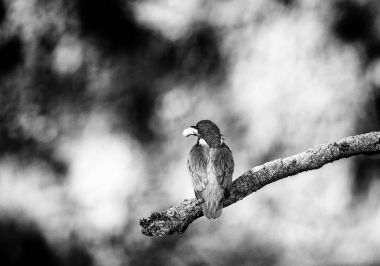 Şube ile balık üzerinde oturan kingfisher