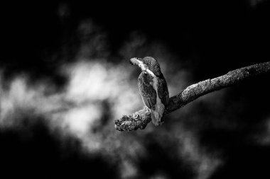  Kingfisher Gaga balık ile