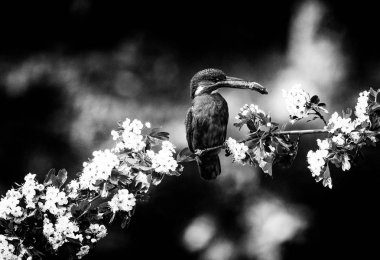 Gaga Kingfisher holding balık