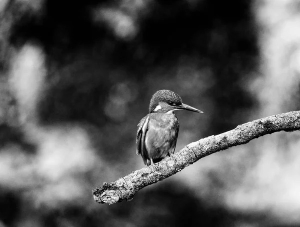 Kingfisher dalda oturuyor