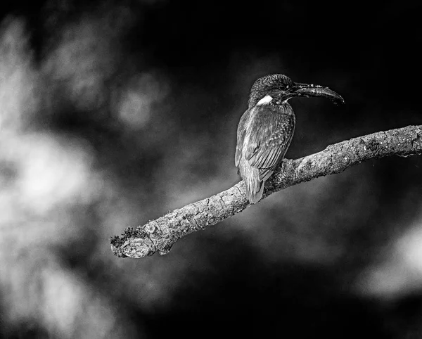 Şube ile balık üzerinde oturan kingfisher